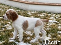 O'Dobhailien Irish Red And White Setters Irish Red And White Setter breeder