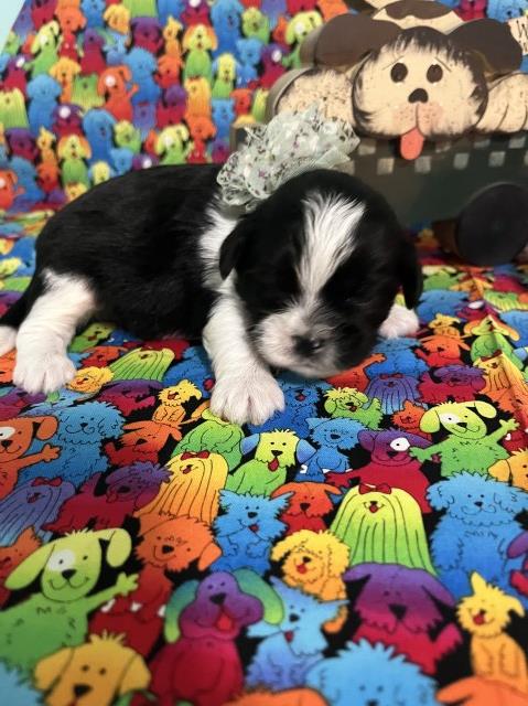 Lhasa Apso Breeder 31790