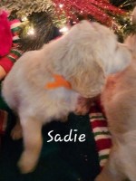 Oodles of doodles Labradoodle breeder