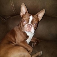 Christopher Kaser - Boston Terrier Stud
