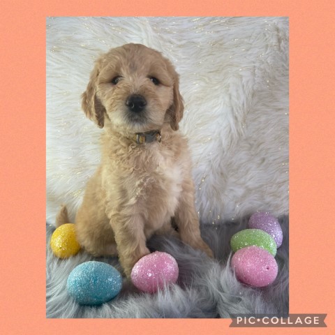 Goldendoodle Breeder 30211