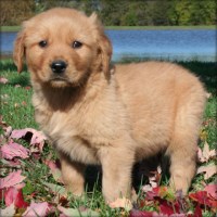 Sarah Bernard - Golden Retriever Breeder Golden Retriever for breeder