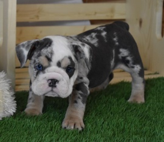 English Bulldog Breeder 31161