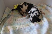 Great Dane thumbnail