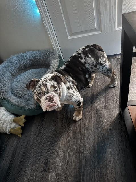 English Bulldog Stud 31793