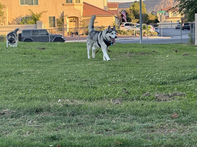 Siberian Husky Stud 31988