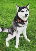 Mia Thomas - Siberian Husky Stud