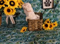 Bichon Delights Bichon Frise breeder