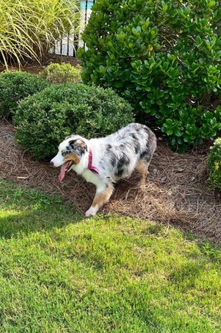 Miniature Australian Shepherd Stud 31329