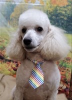 Angela Fuller - Poodle Toy Stud