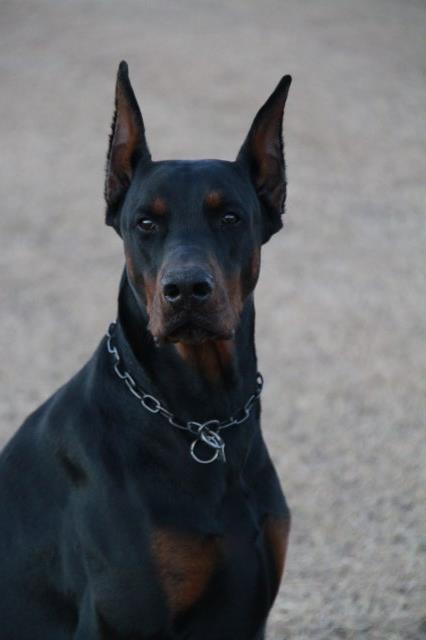 Doberman Pinscher Stud 26942