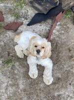 Chrissy Bradshaw - Cavalier King Charles Spaniel Stud