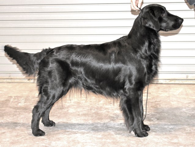 Flat Coated Retriever Breeder 16908