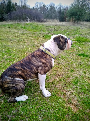 English Bulldog Stud 27969