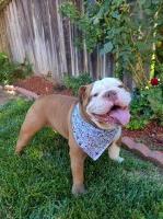 Brandon - English Bulldog Stud