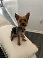 Joyce Tezeno - Yorkshire Terrier Stud