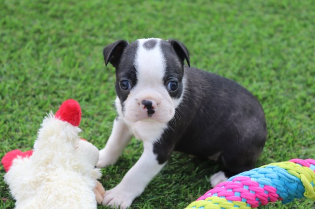 My Boston Babies