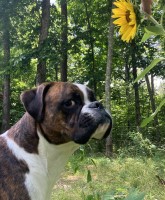 Glenn Griggs - Boxer Stud