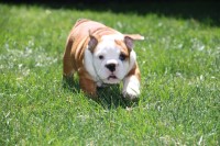 Little Mountain Puppies English Bulldog breeder