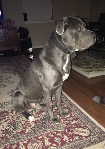 Stephanie Purdy Cane Corso Stud In Harpers Ferry West Virginia