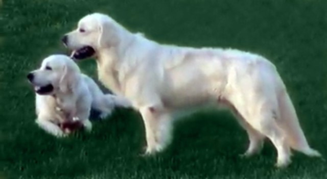 Sunshine Goldens