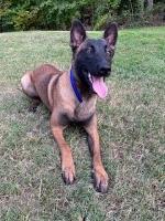 Kailey Montgomery - Malinois Stud