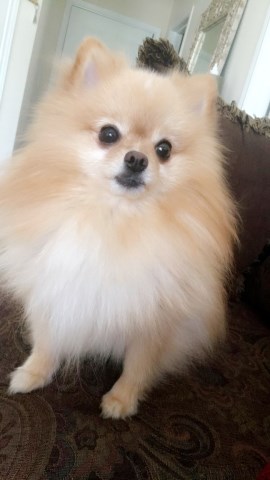 Pomeranian Stud 26341