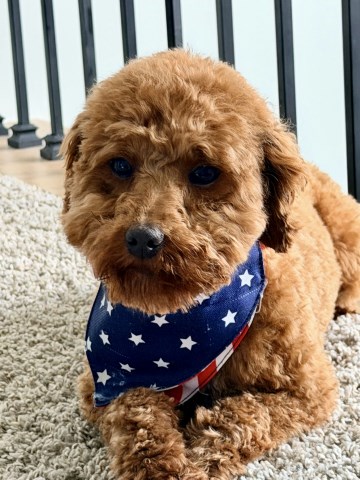 Goldendoodle Stud 31959