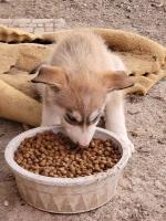 American Indian Dog thumbnail