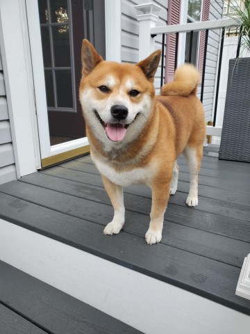 Shiba Inu Stud 29477
