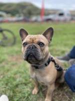Jeremy Simmons - French Bulldog Stud