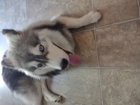 QUANELL T PETERSON - Siberian Husky Stud