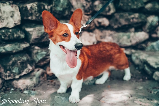 Pembroke Welsh Corgi Stud 28219