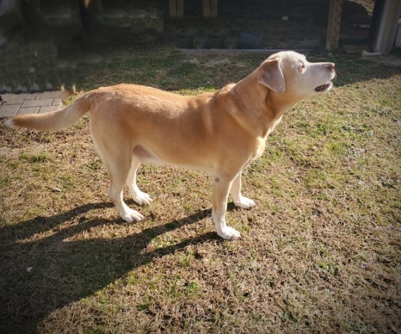 Labrador Retriever Stud 28785