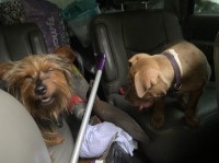 Bexy Edwards - Yorkshire Terrier Stud