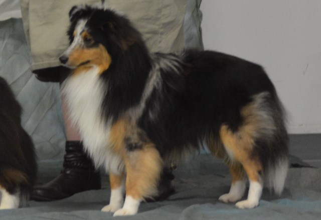 Wyndeway Shetland Sheepdogs