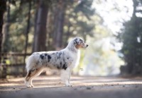 Trinity Kennels Australian Shepherd Dog breeder