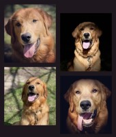 Timothy Salters - Golden Retriever Stud