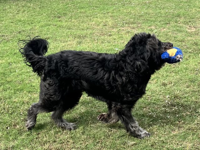 Goldendoodle Stud 31465