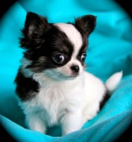 Cane River Chihuahuas Chihuahua breeder