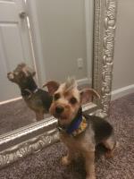 Natasha - Yorkshire Terrier Stud