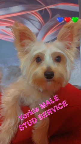 Yorkie Stud / Breeding Services