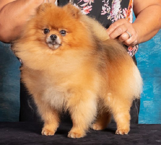 Pomeranian Stud 29297