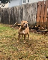 Ley_Jay_Kennel American Pit Bull Terrier breeder