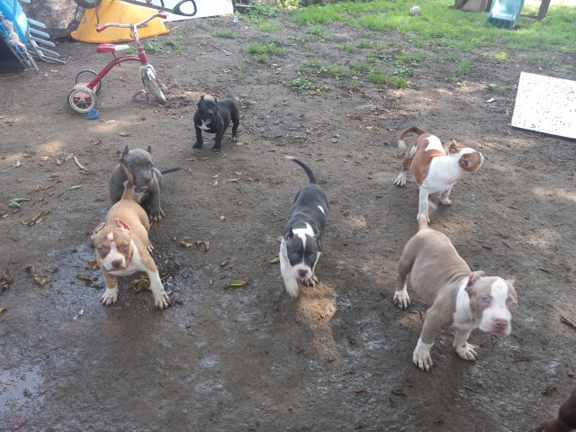 American Pit Bull Terrier Breeder 29510