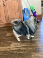 Leona Castor - Pomeranian Stud