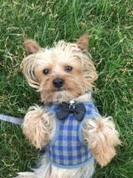 Marissa - Yorkshire Terrier Stud