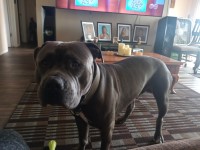 Bullmastiff thumbnail