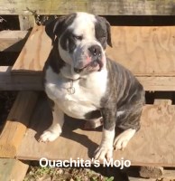 Ouachita Bulldogges Boxer breeder