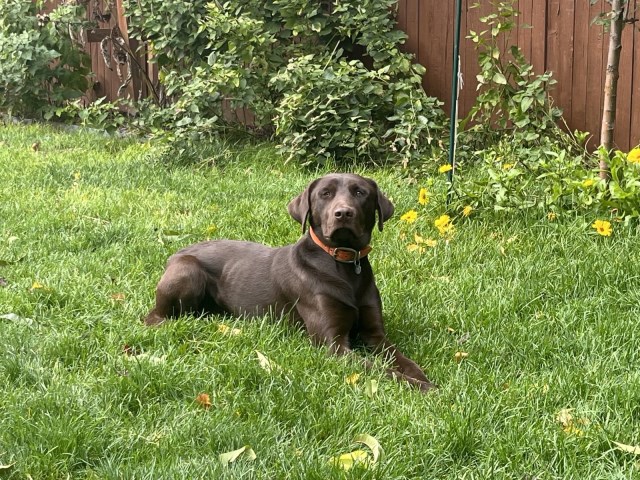 Schroeder Kennels